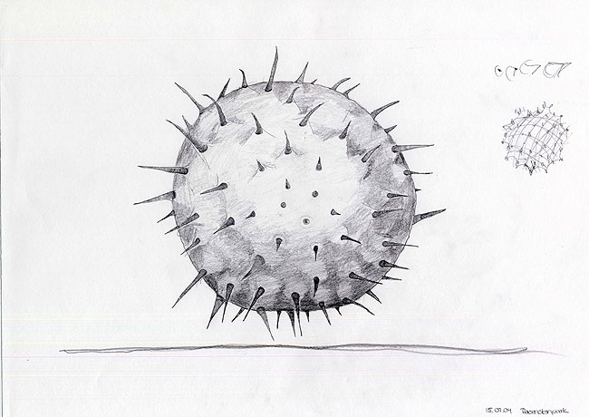 Naturstudie