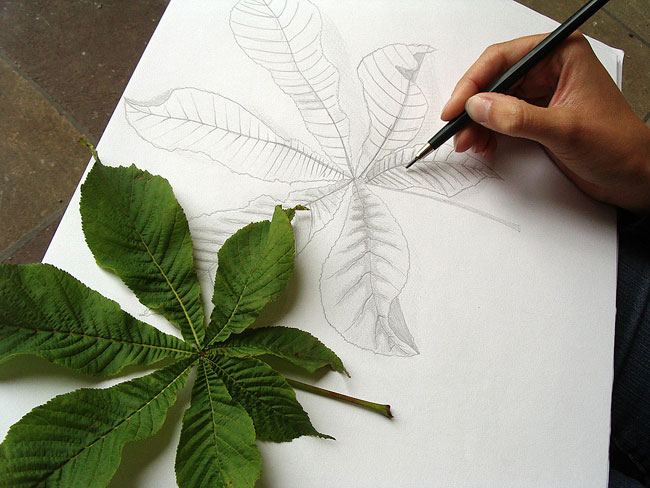Naturstudie