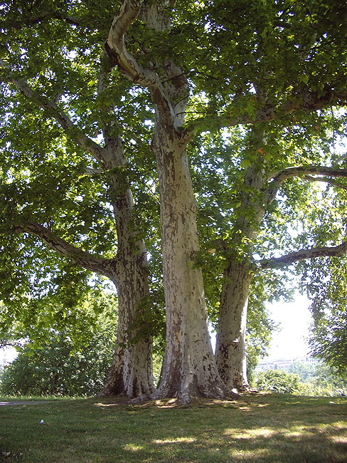 Rosensteinpark